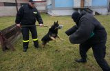 szkolenie psów służbowych