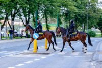 Obrazek przedstawia dwóch policjantów na koniach, przechodzą przez jezdnię