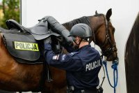Obrazek przedstawia policjanta, który przygotowuje konia do służby
