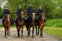 Obrazek przedstawia czterech policyjnych jeźdźców na koniach