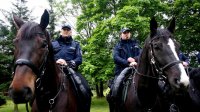 Obrazek przedstawia dwóch policjantów na koniach, widok od przodu