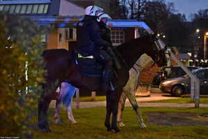 Dwóch policyjnych jeźdźców na koniach.