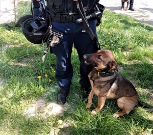 Na zdjęciu policyjny pies służbowy.