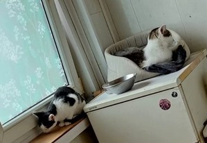 Na zdjęciu dwa koty. Jeden z nich siedzi na parapecie, drugi na lodówce.