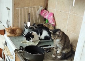 Na zdjęciu trzy koty siedzące na meblach kuchennych.
